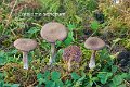 Entoloma sericeum-amf787